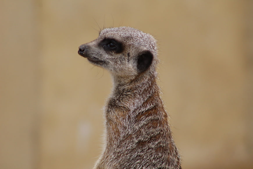 Close-up portrait of a meerkat standing alert