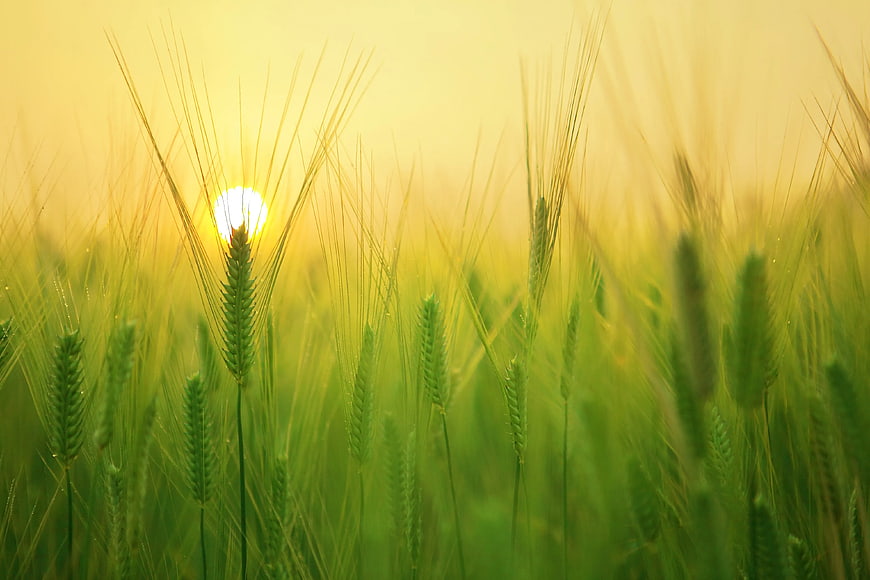 Green Wheat Field at Golden Hour Sunset