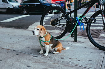 Cute Beagle Puppy Sitting on City Sidewalk Next to Bicycle