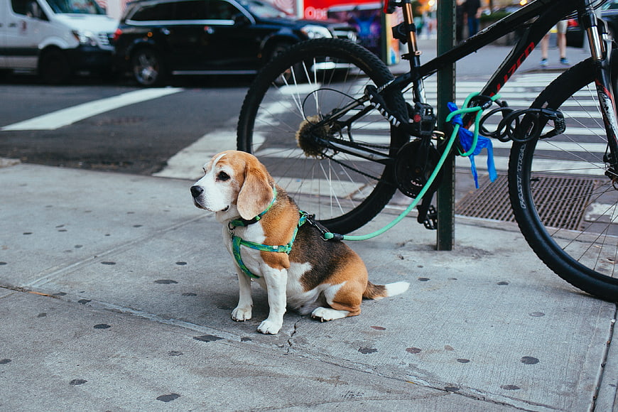 Cute Beagle Puppy Sitting on City Sidewalk Next to Bicycle