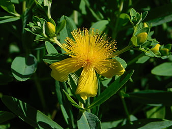 Close-up of vibrant yellow St. John's Wort flower in sunlight
