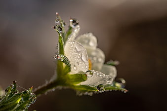 Close-up of white flower with dewdrops on petals