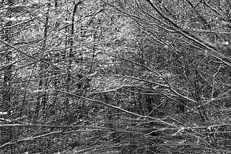 Black and white winter forest branches with ice and snow