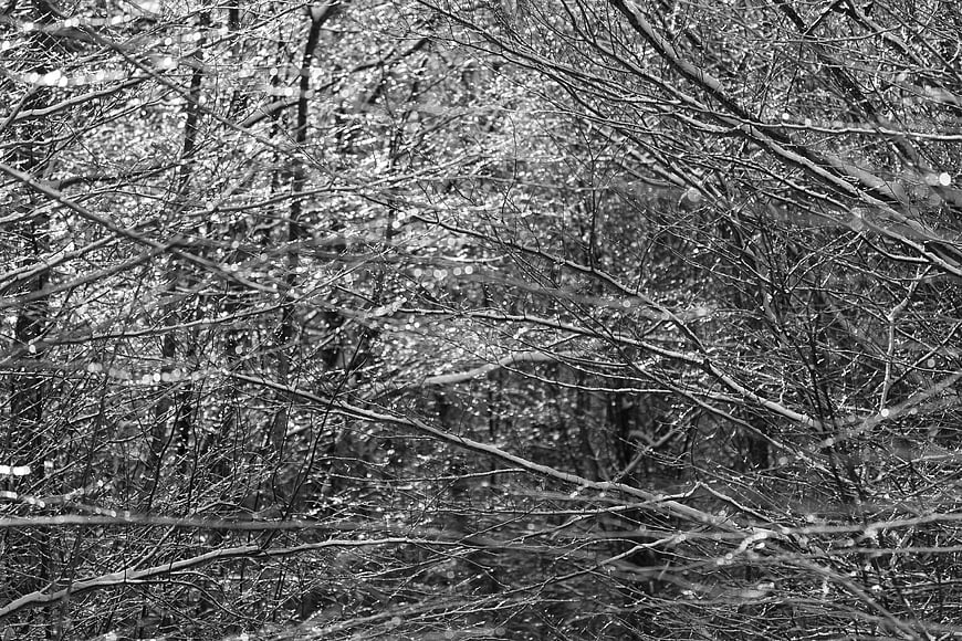 Black and white winter forest branches with ice and snow