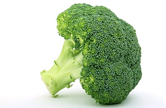 Fresh Green Broccoli Head Isolated on White Background