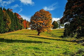Lone Autumn Tree In Green Meadow Under Blue Sky