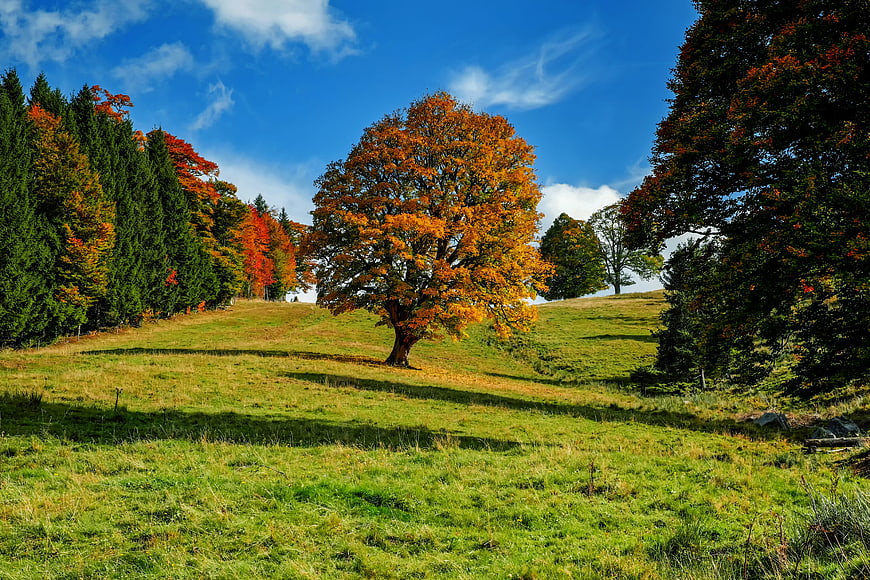 Lone Autumn Tree In Green Meadow Under Blue Sky