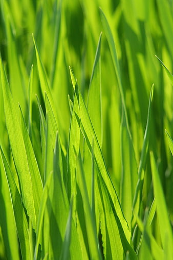 Close-up of vibrant green grass blades in sunlight