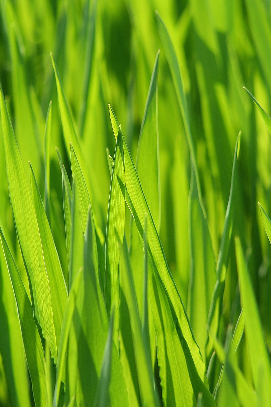 Close-up of vibrant green grass blades in sunlight