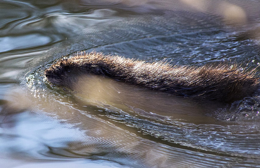Close-up of a beaver swimming in rippling water