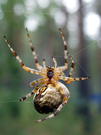 Close-up of a Garden Spider in its Web
