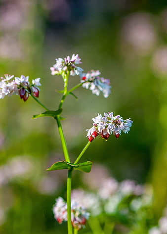 Close-up of white and pink wildflowers with green blurred background