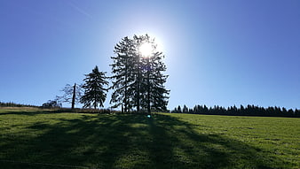 Sunlit Pine Trees in Green Meadow Landscape