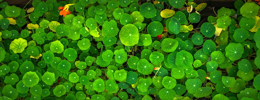Vibrant Green Nasturtium Leaves And Flowers Top-Down Pattern