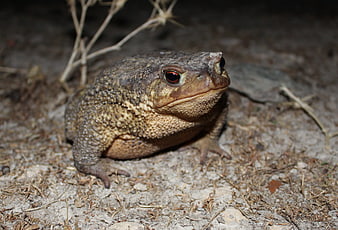 Close-up of a large toad on sandy ground at night