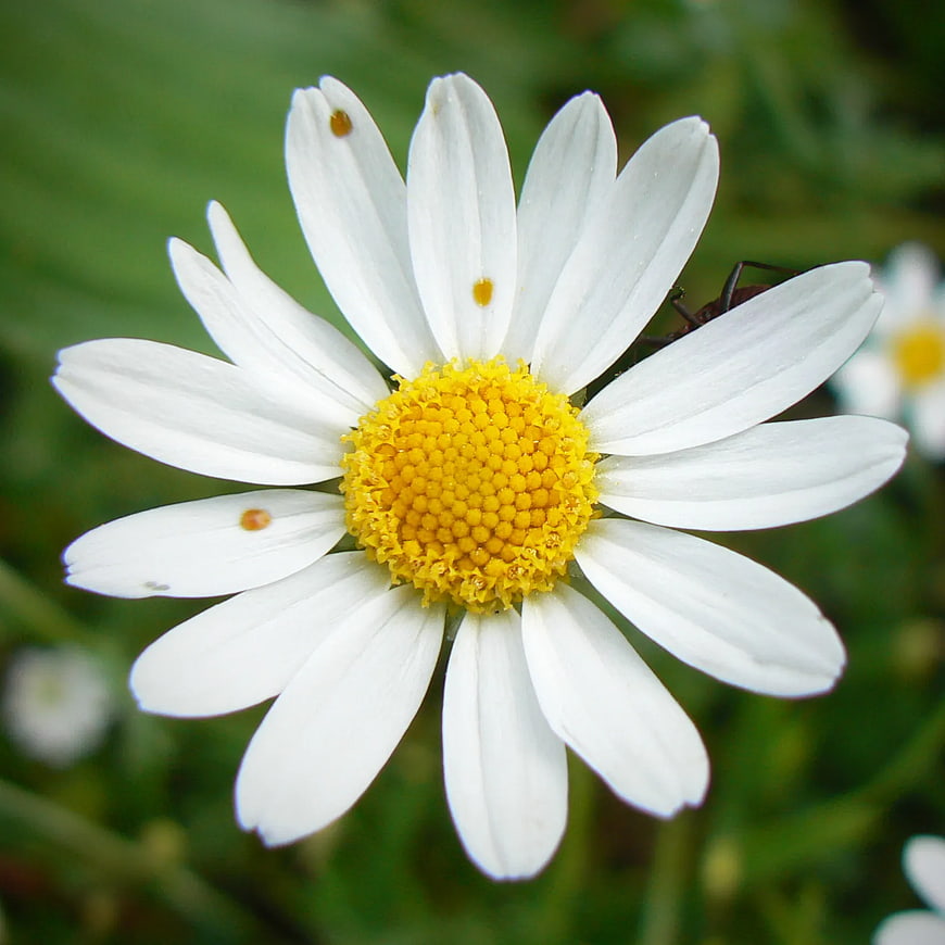 Close-up of a white daisy with yellow center and ant