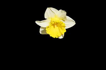 Yellow and white daffodil flower isolated on black background