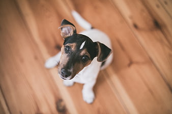 Cute Jack Russell Terrier Puppy Looking Up on Wooden Floor