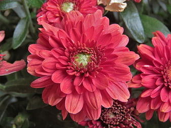 Close-up of vibrant red chrysanthemum flowers in a garden