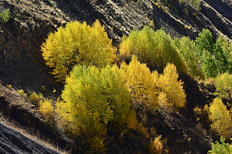 Vibrant yellow aspen trees on a rocky mountain slope in autumn