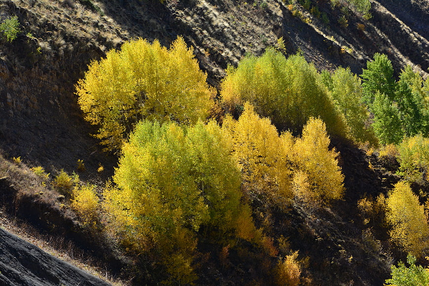 Vibrant yellow aspen trees on a rocky mountain slope in autumn