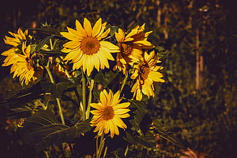 Vibrant Sunflowers In Golden Light Against Dark Green Foliage