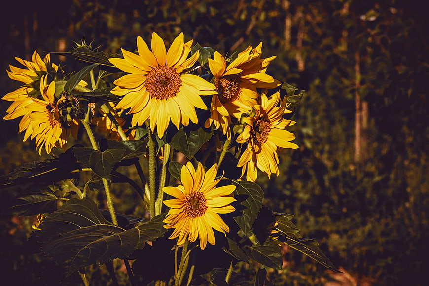 Vibrant Sunflowers In Golden Light Against Dark Green Foliage
