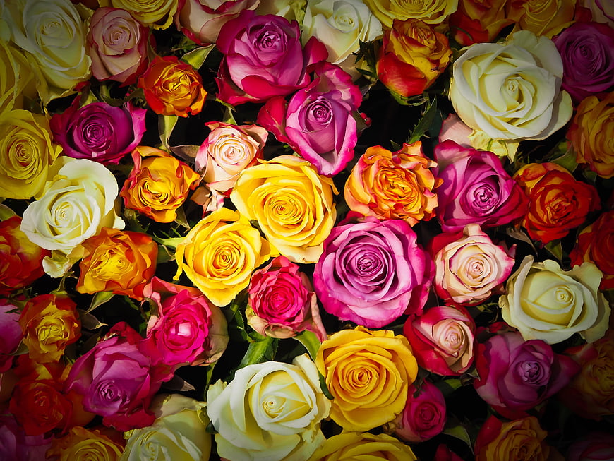 Vibrant Multicolored Rose Bouquet Close-Up Background