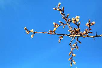 Almond tree branches with white buds against blue sky