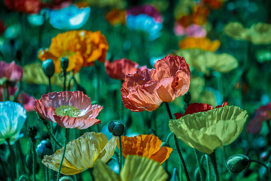 Colorful Poppy Flowers in a Vibrant Green Field