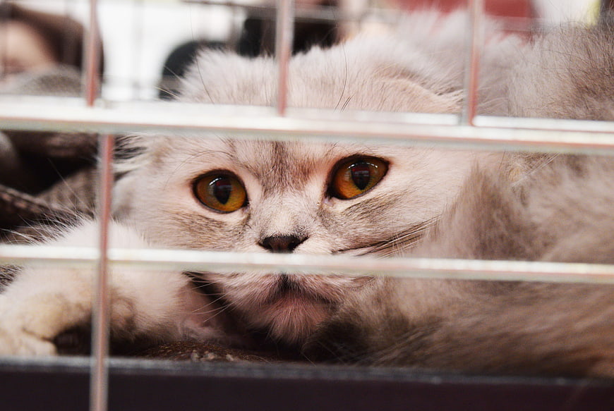 Sad grey kitten looking through cage bars