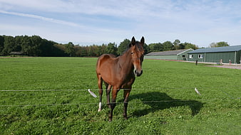 Brown Horse Standing in Green Pasture with Barn