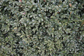 Close-up texture of dense green boxwood hedge leaves