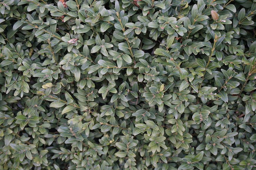 Close-up texture of dense green boxwood hedge leaves