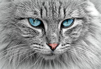 Close-up portrait of a gray cat with striking blue eyes