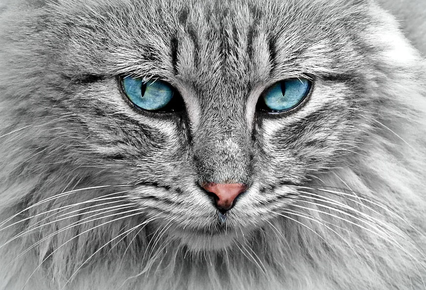 Close-up portrait of a gray cat with striking blue eyes