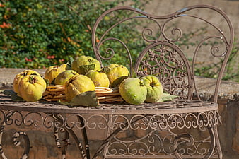 Ripe yellow quinces in a wicker basket on an ornate wrought iron garden table