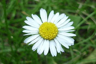 Close-up of a white daisy with yellow center in green grass