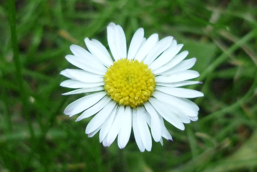 Close-up of a white daisy with yellow center in green grass