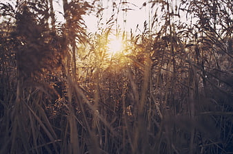 Golden sunlight filtering through tall dry reeds at sunset