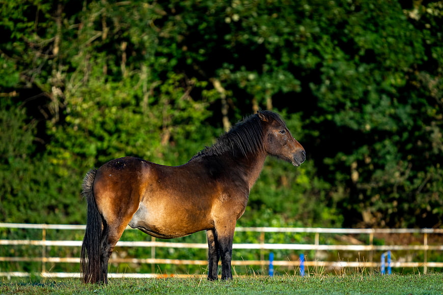 Brown Pony Standing in Green Pasture with Fence