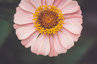 Close-up of Pink Zinnia Flower with Yellow Center