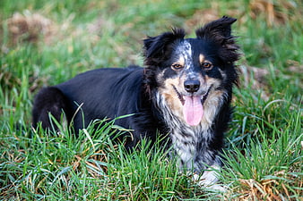 Happy Tri-Color Border Collie Panting in Green Grass
