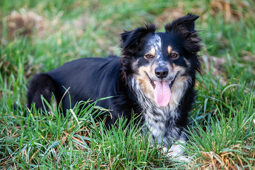 Happy Tri-Color Border Collie Panting in Green Grass