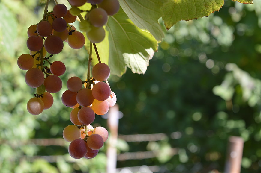 Ripe Pink Grapes Hanging on Vine in Sunlit Vineyard