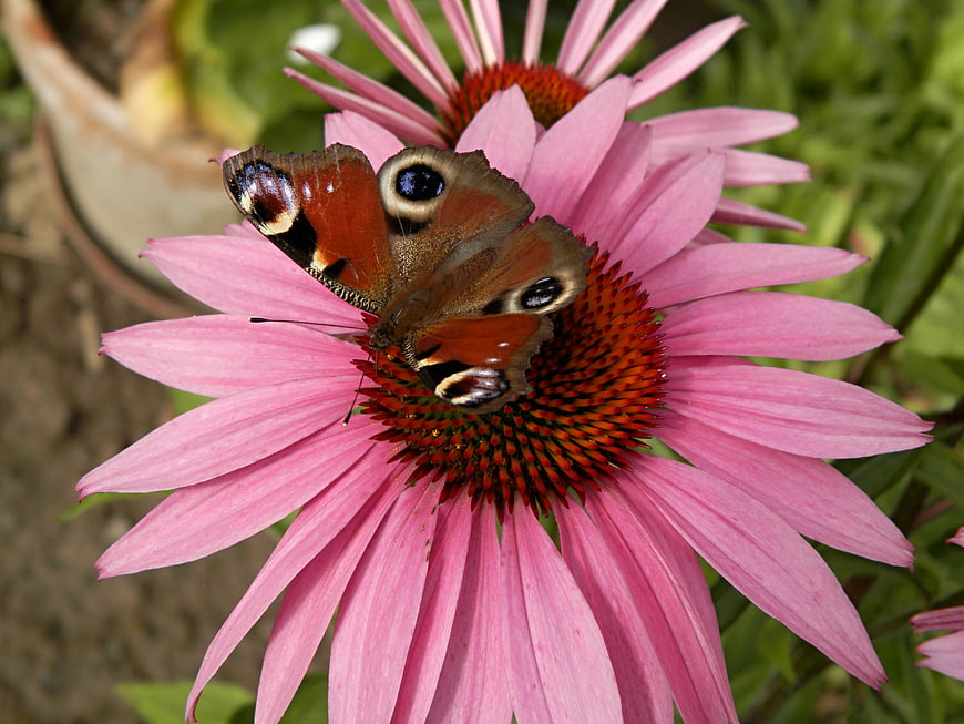 Peacock Butterfly on Pink Coneflower in Garden