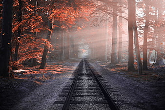 Misty Autumn Forest Railway Tracks with Sunbeams