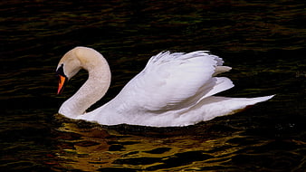 White Swan Swimming in Dark Water