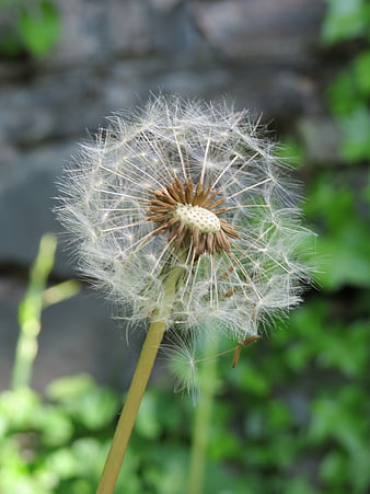 Close-up of a Dandelion Seed Head in a Garden