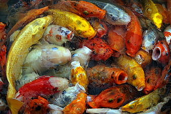 Colorful Koi Fish Feeding in Pond Close Up